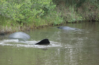 Florida State Parks, Reservation, Florida Adventure, Sunsets, beach camping, manatees, Florida springs