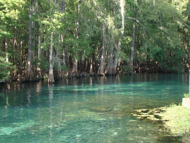 Florida State Parks, Reservations, Florida Adventure, Manatees, Florida Springs 