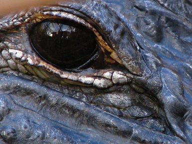 Alligator, Everglades Airboat Tour, Everglades National Park 