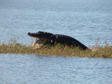 Monument Lake, Everglades National Park, VW Bus Rentals 