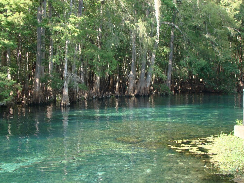 Florida State Parks, Reservations, Florida Adventure, Manatees, Florida Springs 